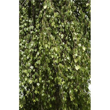Betula pendula Tristis ( Hängebirke, Trauerbirke )