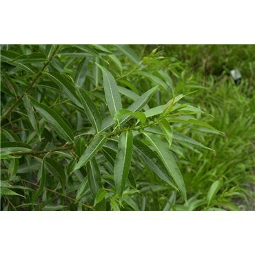 Salix pentandra ( Lorbeer-Weide )