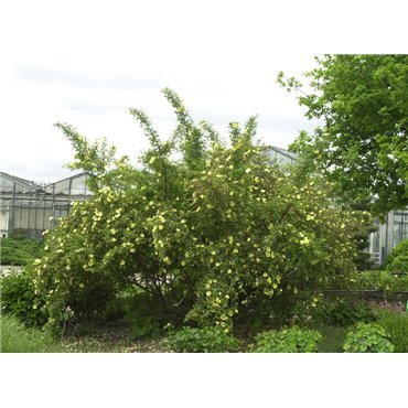 Rosier arbuste Rosa hugonis (R)