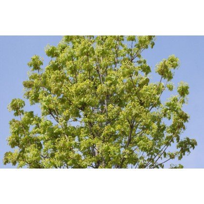 Acer platanoïdes Cleveland sur tige (érable plane)