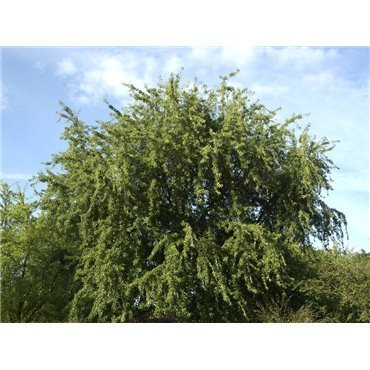 Acer saccharinum Laciniatum Wieri auf Stamm ( Silber-Ahorn, Silberahorn )