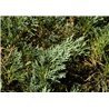 Juniperus horizontalis Wiltonii ( Wacholder )