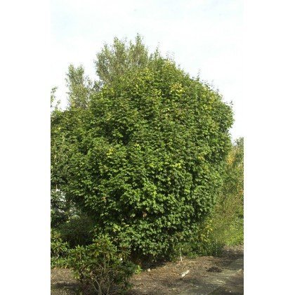 Acer campestre Nanum sur tige (érable champêtre pyramidale)