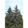 Picea abies ( Rottanne, Fichte )