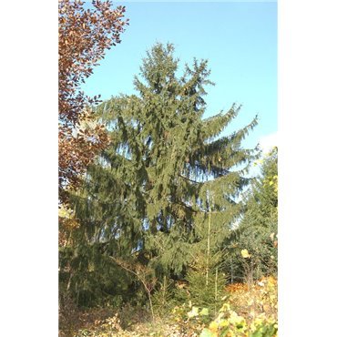 Picea breweriana (sapin de Brewer, épicea pleureur de l'Oregon)