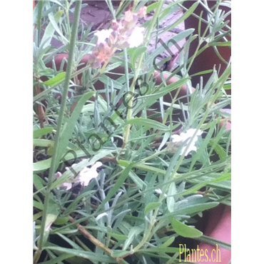 Lavandula angustifolia Edelweiss (lavande blanche)