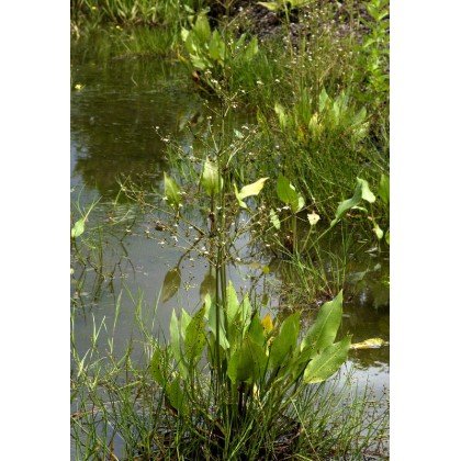 Alisma plantago-aquatica (Plantain d'eau)