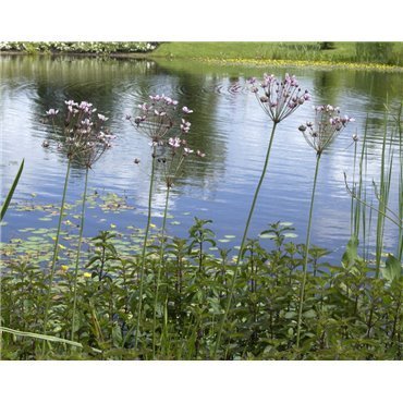 Butomus umbellatus ( Blumenbinse, Schwanenblume )