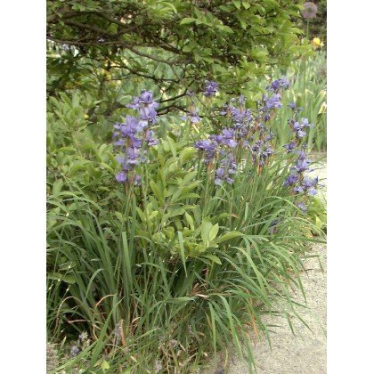 Iris sibirica " Perrys Blue" (Iris, bleu ciel)