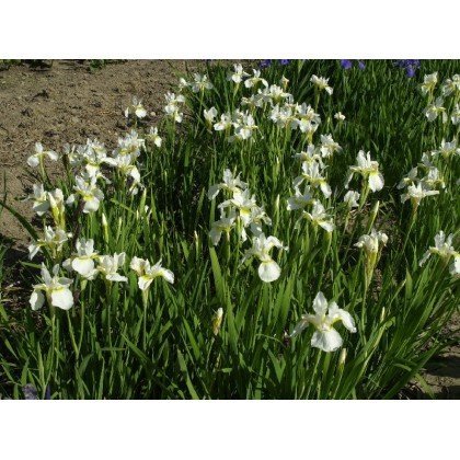 Iris sibirica " Snow Queen" (Iris, blanc)