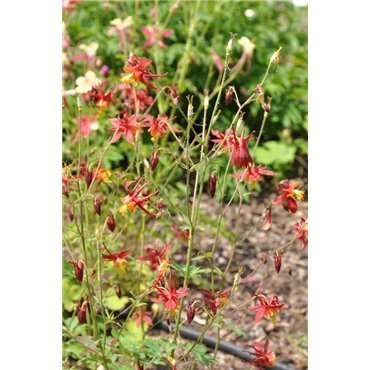 Aquilegia caerulea Crimson Star (Ancolie)