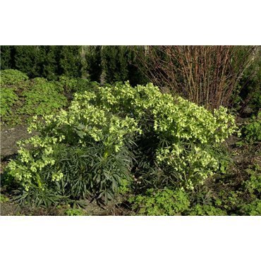 Helleborus foetidus ( Stinkender Nieswurz )