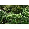 Hosta fortunei "Francee" ( Hosta, Funkie )