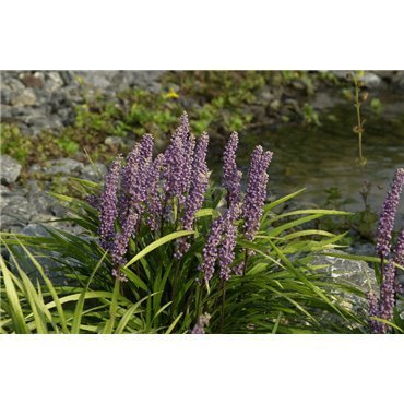 Liriope muscari