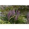 Liriope muscari