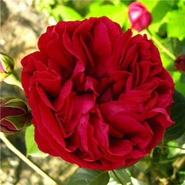 Kletterrose Red Eden Rose (R)