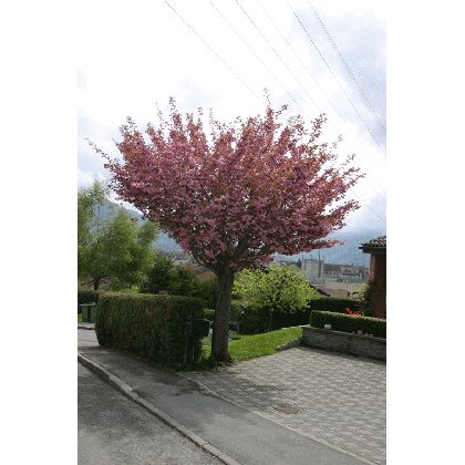 Prunus serrulata Kanzan sur tige (cerisier à fleurs) *