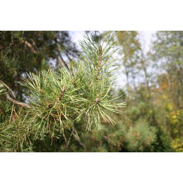 Pinus sylvestris ( Waldkiefer, Rotf&ouml;hre )