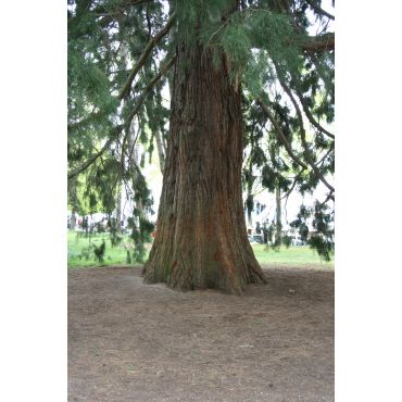 Sequoiadendron giganteum ( Mammutbaum )
