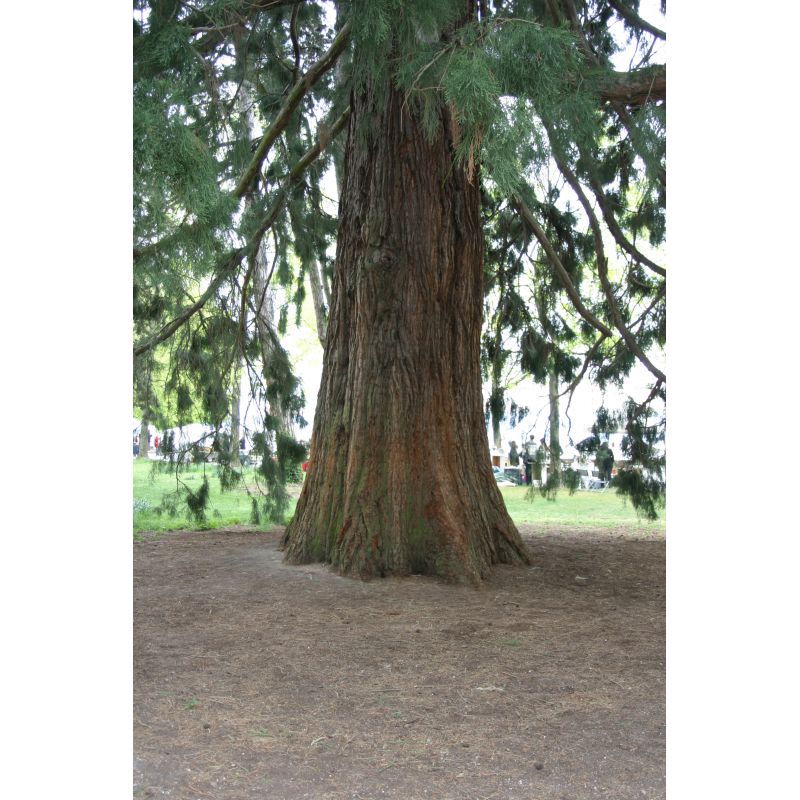 Sequoiadendron giganteum (sequoia géant)