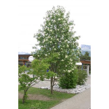 Sorbus aucuparia auf Stamm ( Eberesche, Vogelbeerbaum )