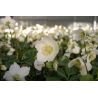 Helleborus niger ( Christrose )