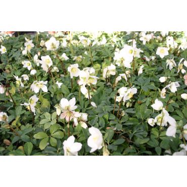 Helleborus niger ( Christrose )