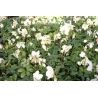 Helleborus niger ( Christrose )