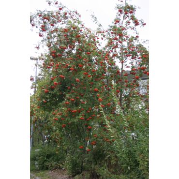 Sorbus aucuparia auf Stamm ( Eberesche, Vogelbeerbaum )