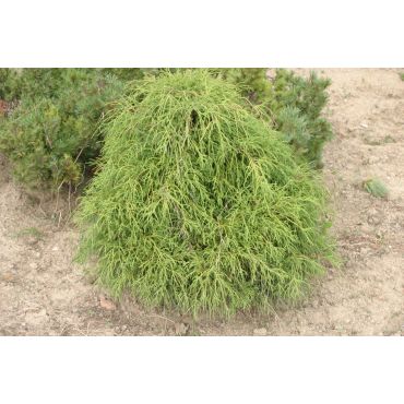 Chamaecyparis pisifera Filifera Nana ( Zwerg-Fadenzypresse )