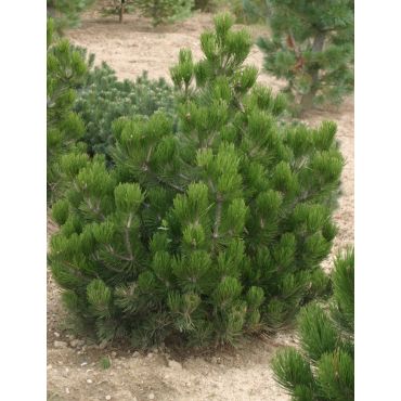 Pinus leucodermis Schmidtii ( Schmidt's Zwerg-Schlangenhautkiefer )