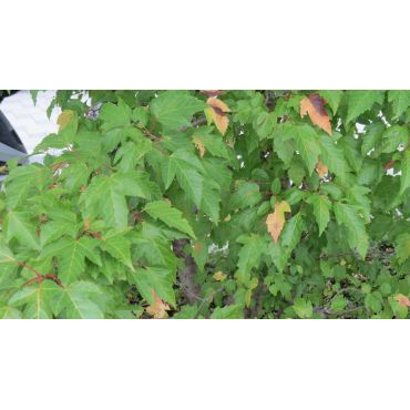 Acer rufinerve ( Streifen-Ahorn, Rostbart-Ahorn )