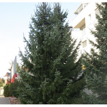 Picea omorika ( Serbische Fichte )