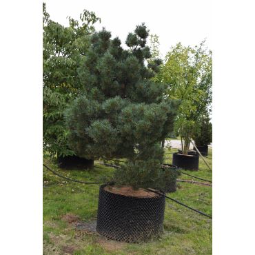 Pinus strbus Krueger Liliput 200/225 cm (1704)