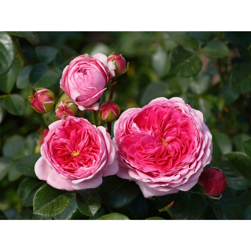 Edelrose Monica (R) Kaufen bei Pflanzen-shop.ch