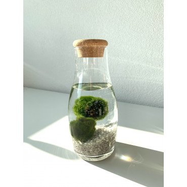 Marimo 2x