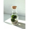 Marimo 2x