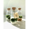 Marimo 2x