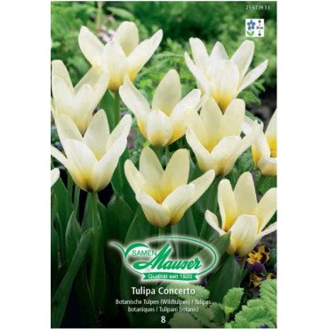 Tulipe Concerto (25673913)