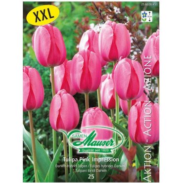 Tulipe Pink Impression, Action 25 bulbes (25602645)