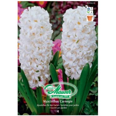 Jacinthe Carnegie (25515213)