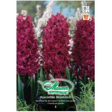 Jacinthe Woodstock (25519383)