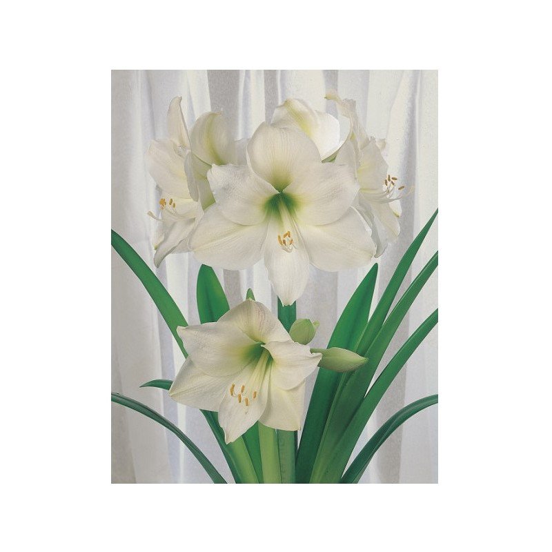 Amaryllis weiss &Oslash; 34 cm (25919213)