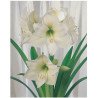 Amaryllis weiss &Oslash; 34 cm (25919213)