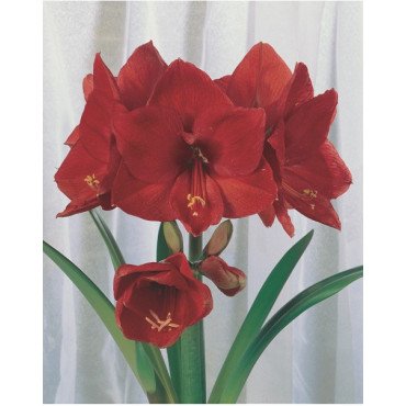 Amaryllis ecarlate &Oslash; 34 cm (25916063)