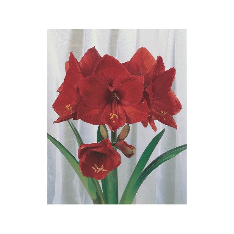Amaryllis scharlach &Oslash; 34 cm (25916063)