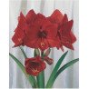 Amaryllis ecarlate &Oslash; 34 cm (25916063)