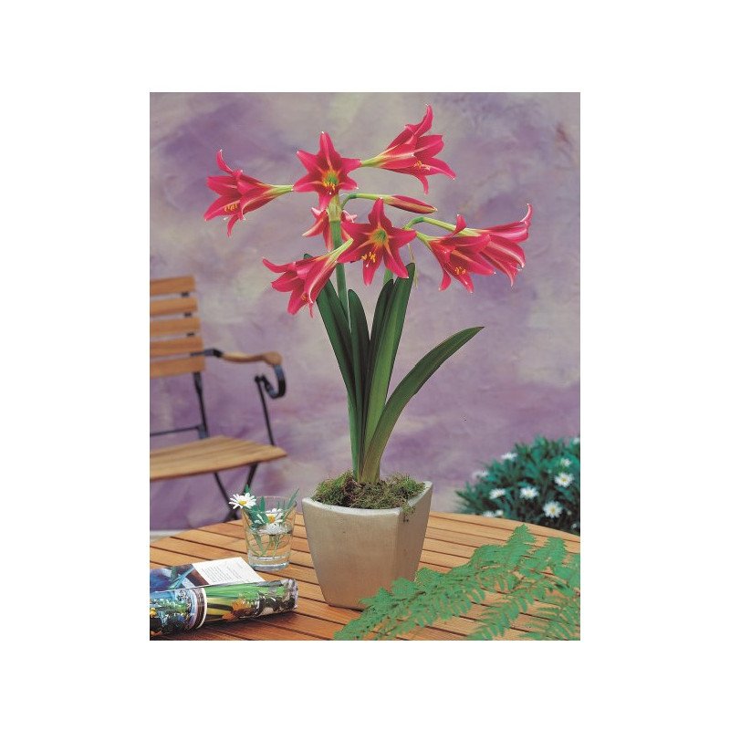Amaryllis Estella (25958133)