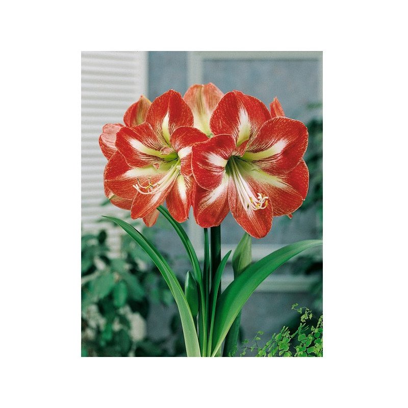 Amaryllis gesternt Ø 28-30 cm (25922653)