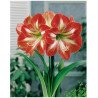 Amaryllis gesternt &Oslash; 28-30 cm (25922653)